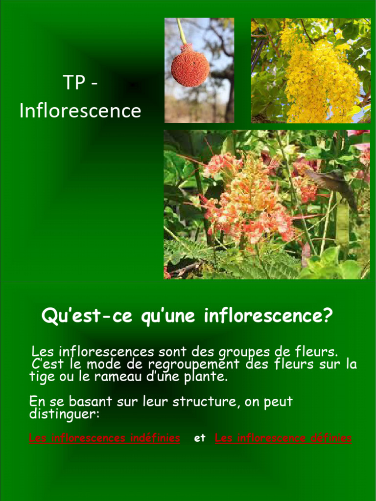 types-d-inflorescences-botaniques-pdf-botanique-fleurs