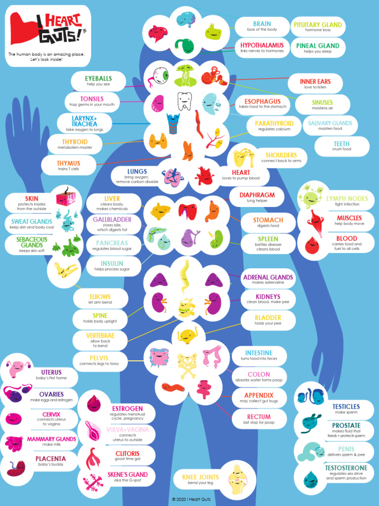 Human Body Organs Overview Chart | PDF | Human Body | Organ (Anatomy)