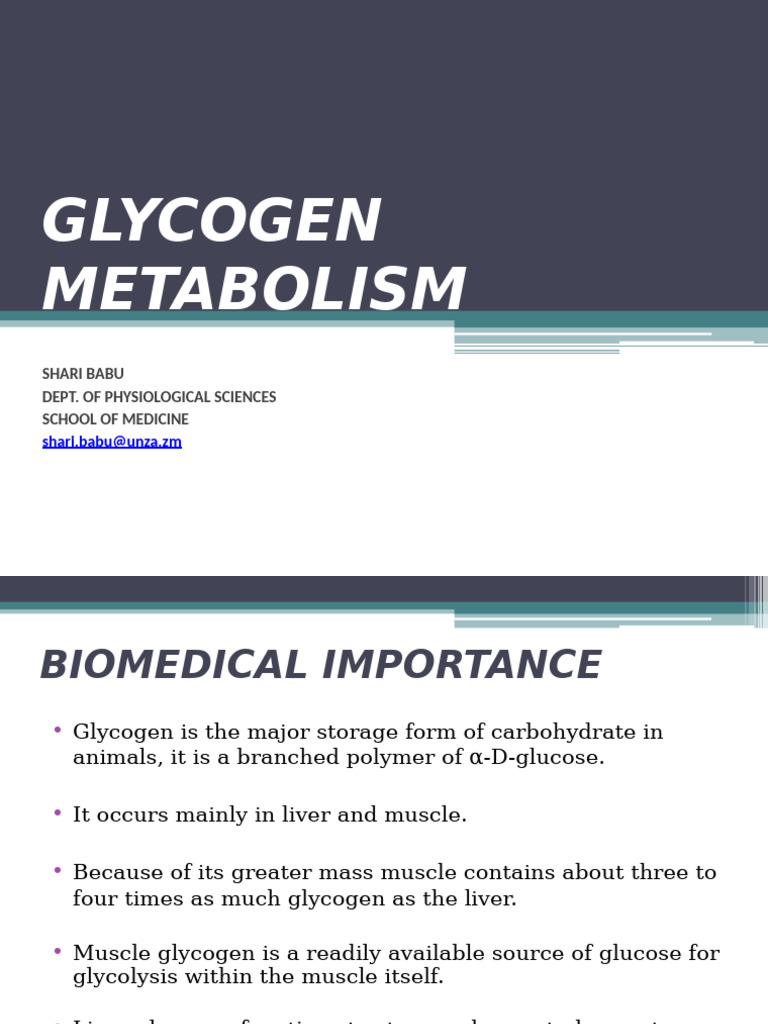 Glycogen Metabolism Overview | PDF | Glycogen | Glucose