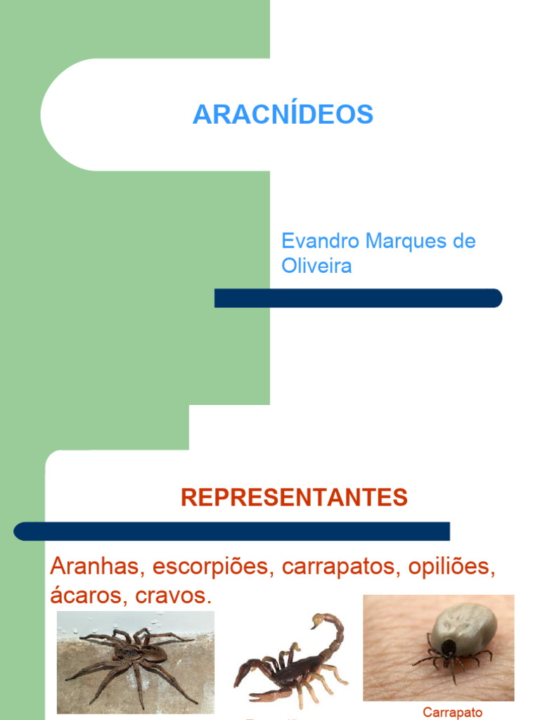 Características dos Aracnídeos | PDF | Aranha | Artrópodes