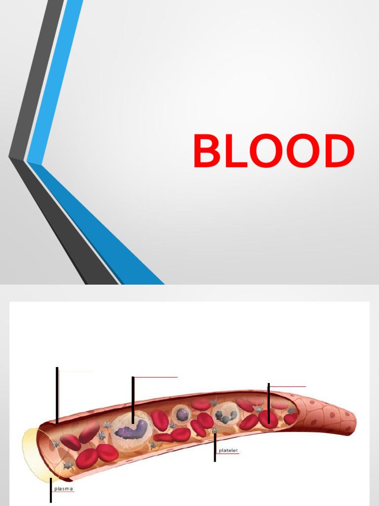 Physiology MD Blood | PDF | Immune System | White Blood Cell