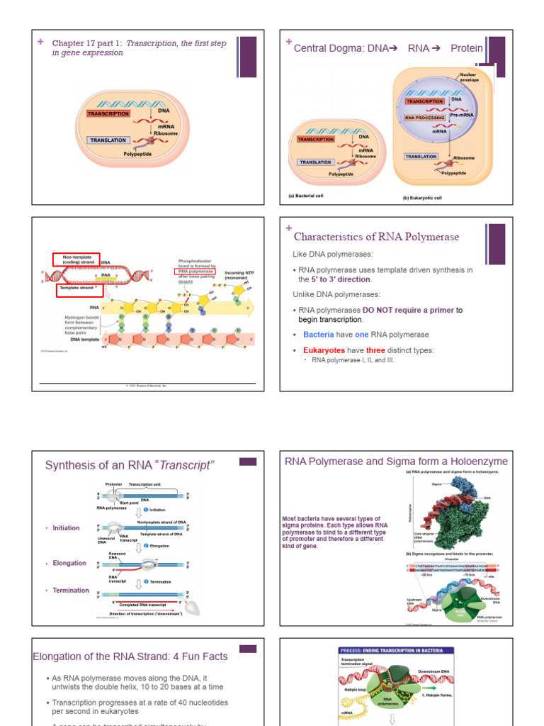 Transcription and Mutation Basics | PDF | Genetic Code | Rna