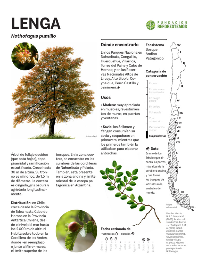 Lenga: Árbol Nativo del Bosque Andino | PDF | Chile | Andes