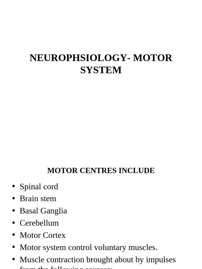 Motor System Overview and Reflexes | PDF | Cerebellum | Motor Neuron
