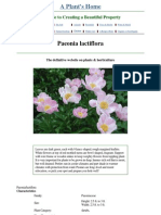 Paeonia Lactiflora (Peony)