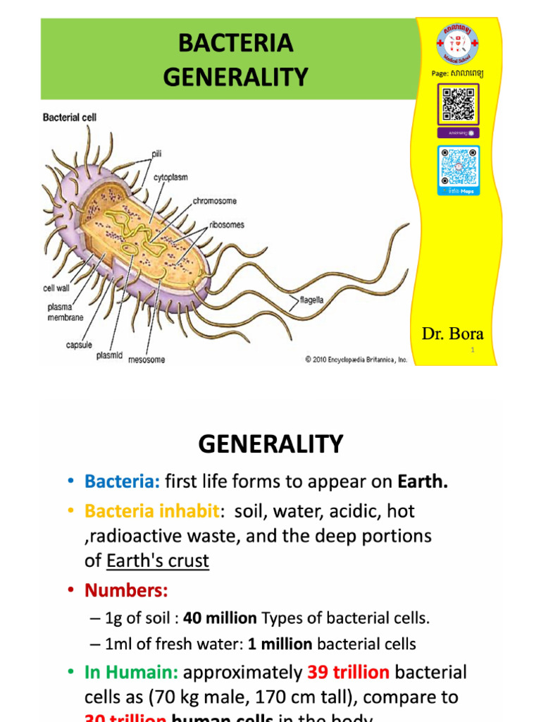 Bacteria Generality | PDF