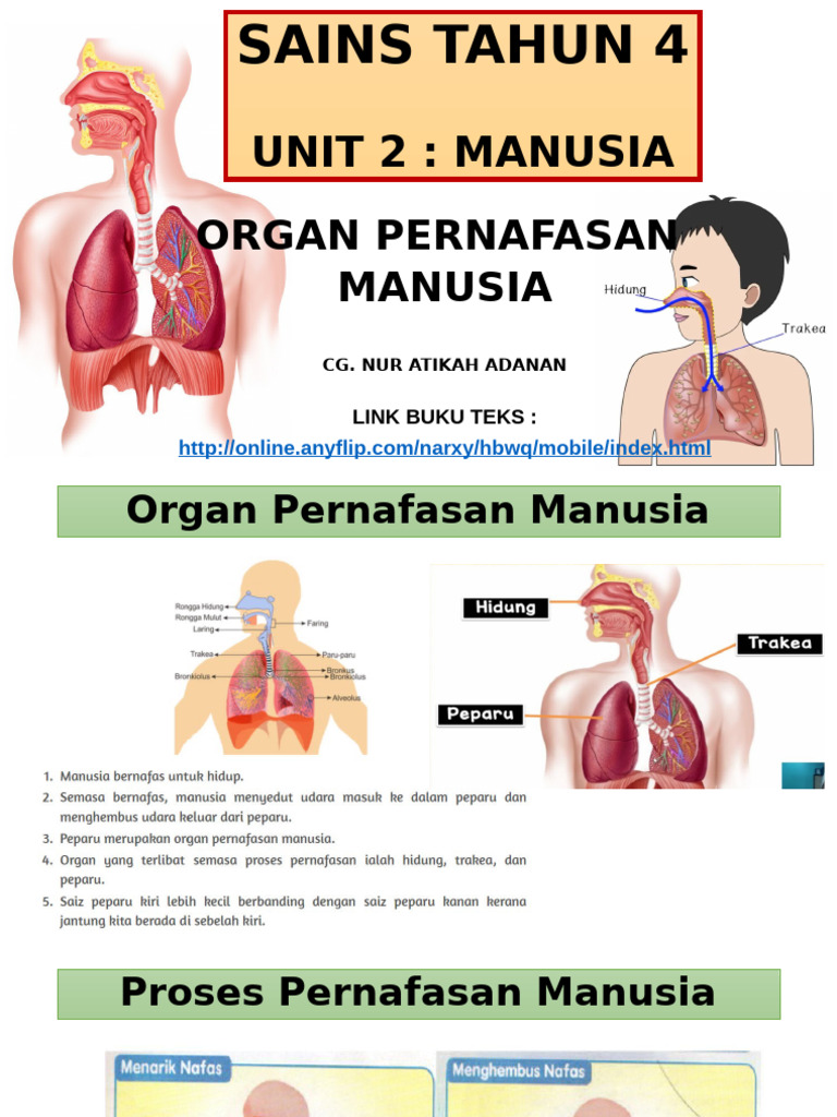 Proses dan Organ Pernafasan Manusia | PDF | Kesehatan Holistik