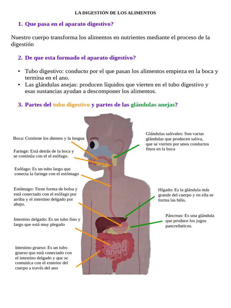 La Digestión De Los Aliementos Pdf Sistema Digestivo Humano Digestión