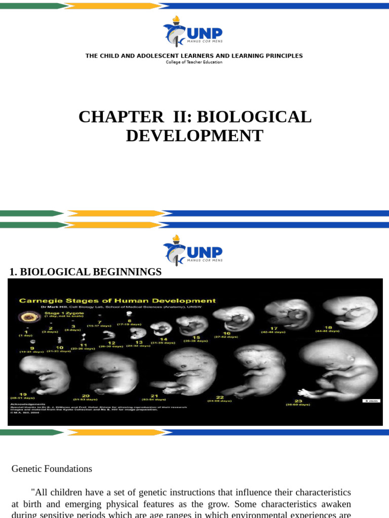 Unit Ii | PDF | Adolescence | Brain