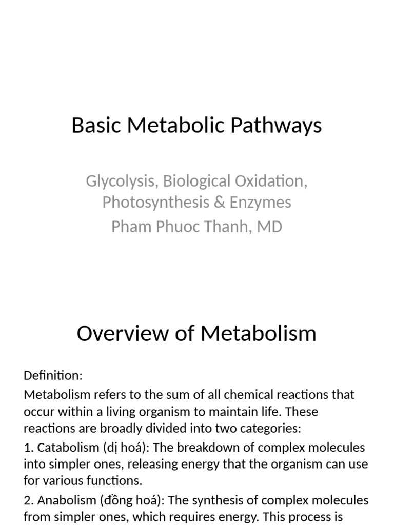 Overview of Metabolic Pathways | PDF | Cellular Respiration | Metabolism