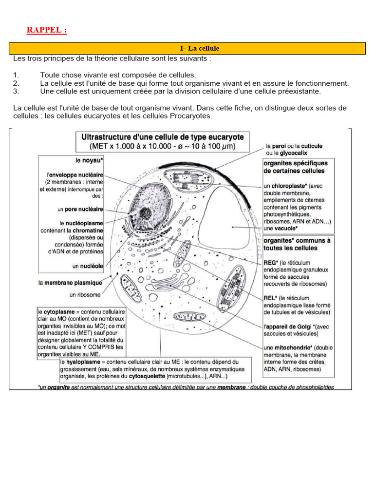 Schéma et fonctions de la cellule animale | PDF | Cellule (Biologie ...
