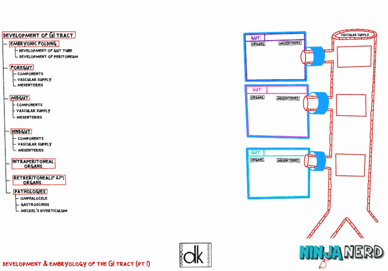 Development & Embryology of The GI Tract - Part 1 Atf | PDF