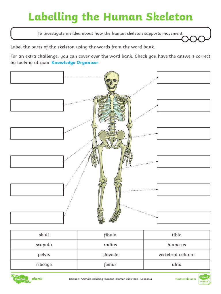 Labelling The Human Skeleton Activity Sheet | PDF | Foreign Language ...