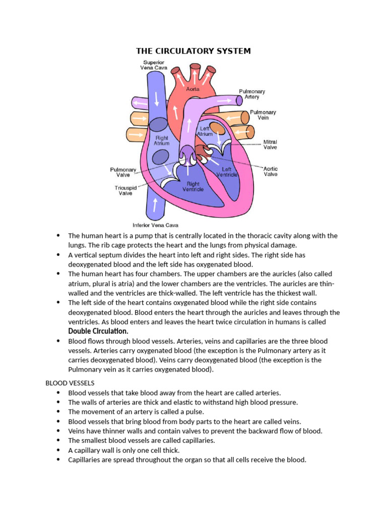 Understanding the Human Circulatory System | PDF | Heart | Atrium (Heart)