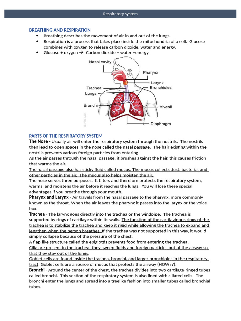 Chapter 5 Respiratory System (F.A Portion) - 2 | PDF | Respiratory ...