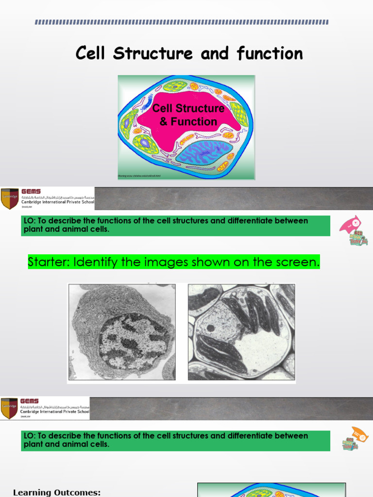 Year 9 Science Cell Structure and Functions | PDF | Cell (Biology ...