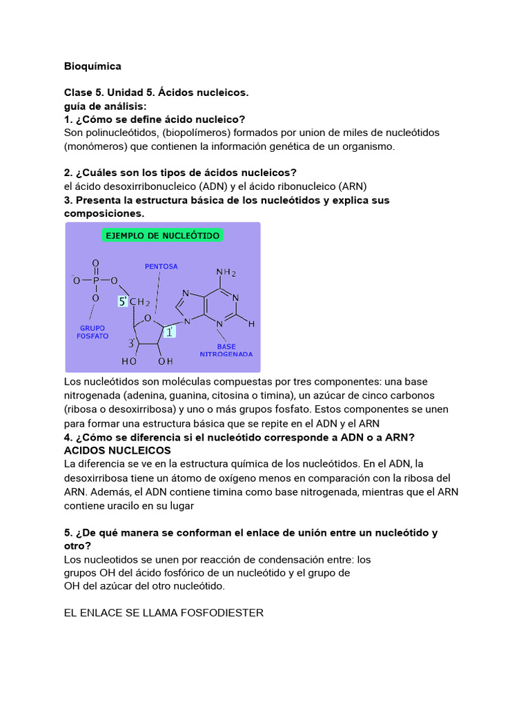 Estructura y Funciones de Ácidos Nucleicos | PDF | Rna | Adn