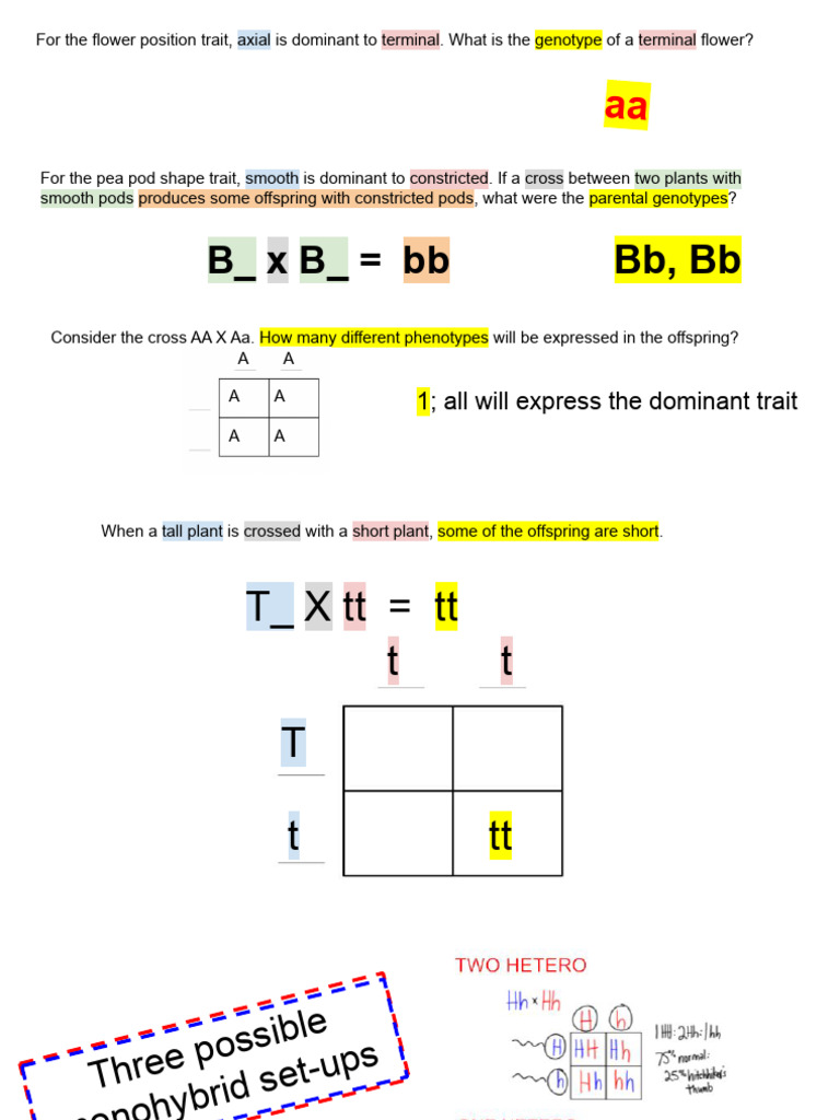 8 4bioDIHYnotes | PDF | Genotype | Biology