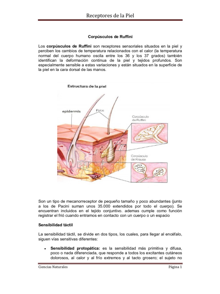 Función de los Corpúsculos de Ruffini y Krause | PDF | Sistema nervioso ...