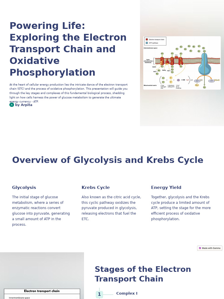Powering Life Exploring The Electron Transport Chain and Oxidative ...