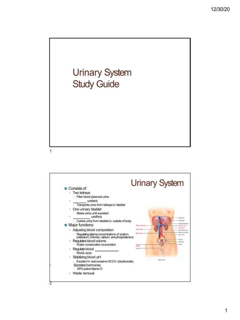 Urinary System Study Guide Overview | PDF | Kidney | Angiotensin
