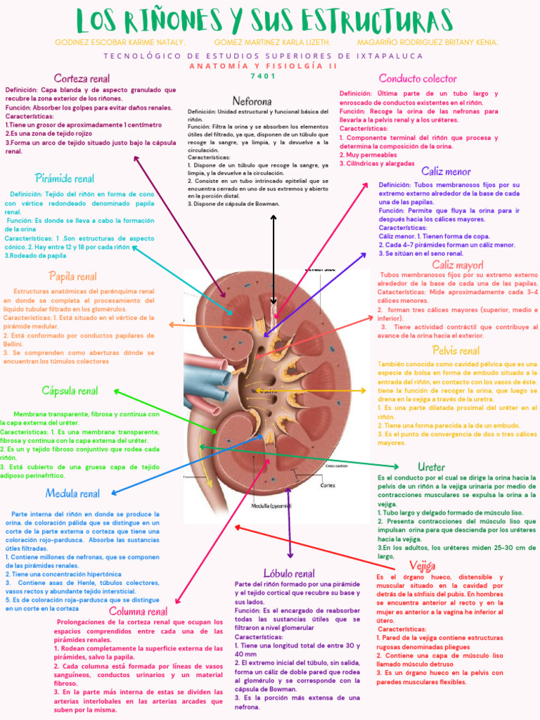 Anatomía y Funciones del Riñón | PDF | Riñón | Sistema urinario