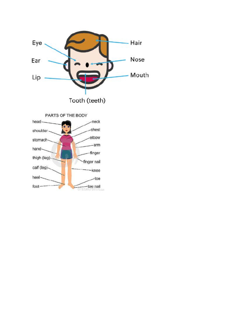 9-Parts of Body and Physical Appearance | PDF