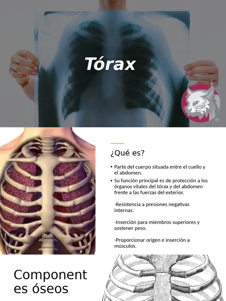 Anatomía y Funciones del Tórax | PDF | Tórax | La columna vertebral