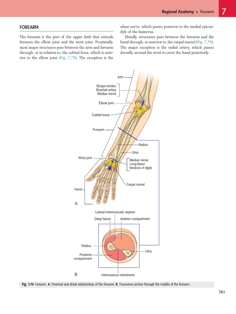 Hand and Forearm | PDF | Thumb | Elbow