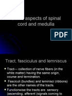 Spinal Cord and Medulla