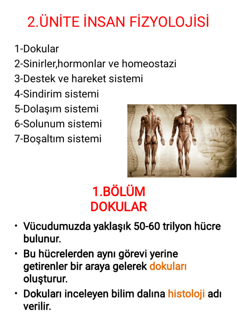 Insan Fizyolojisi | PDF