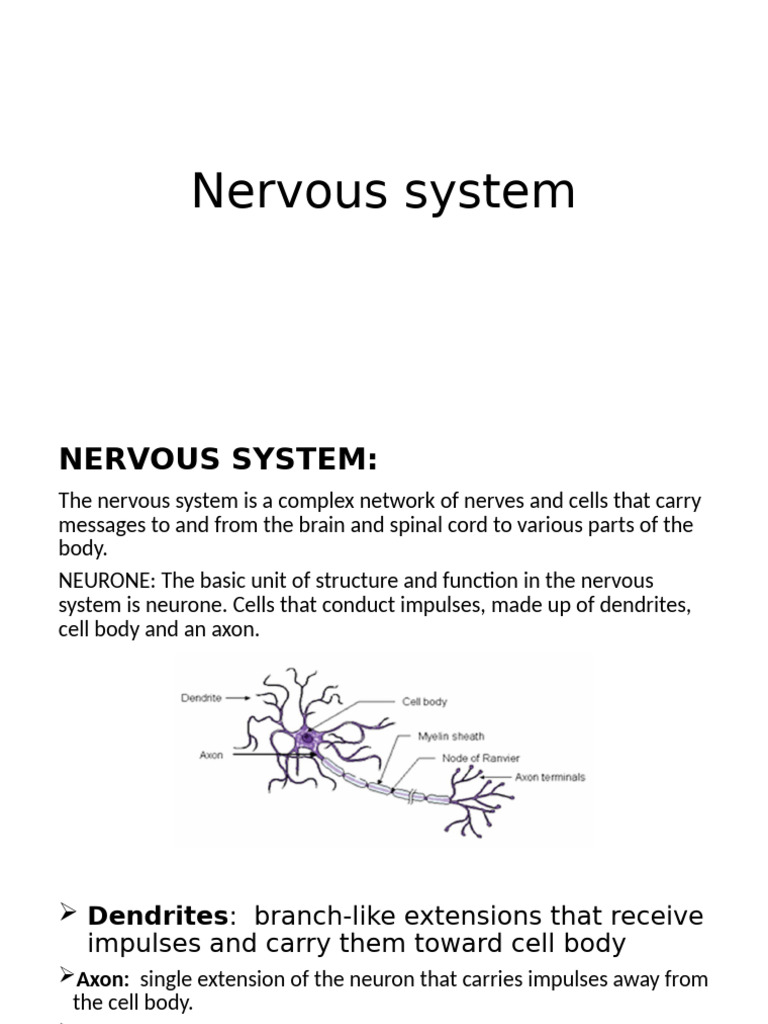 Overview of the Nervous System | PDF | Neuron | Nervous System