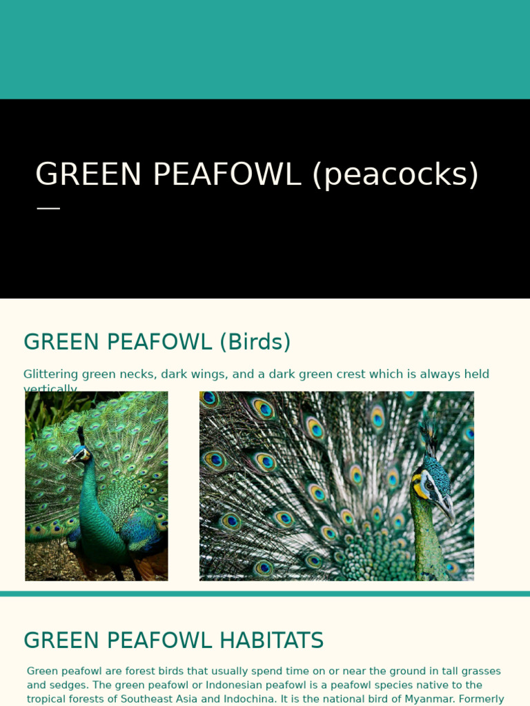 GREEN PEAFOWL (Peacocks) | PDF