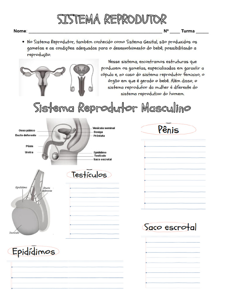 Questões sobre o Sistema Reprodutor Masculino | PDF | Ciências e Matemática