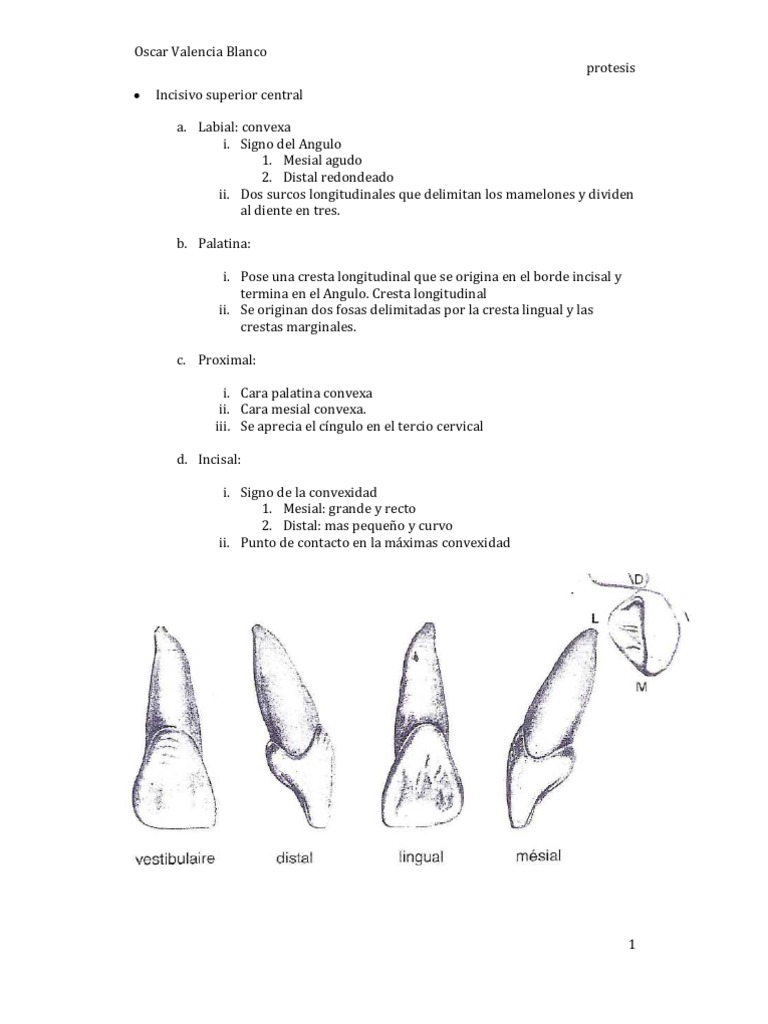 dientes Dentistry Branches Tooth