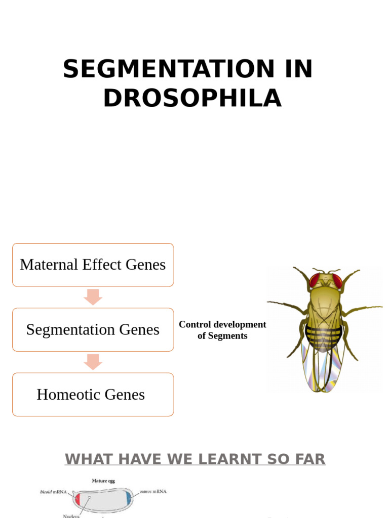 Drosophila Development Part 2 Online | PDF | Biochemistry | Chemistry