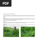 Muscari armeniacum