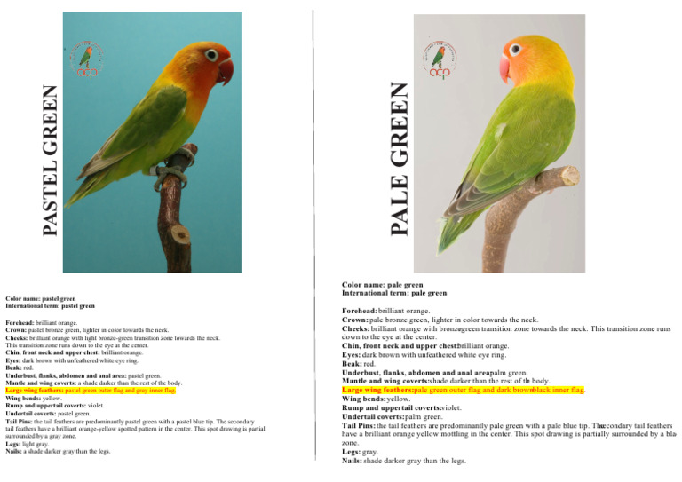 Pale vs Pastel Green Comparison | PDF | Beak | Green