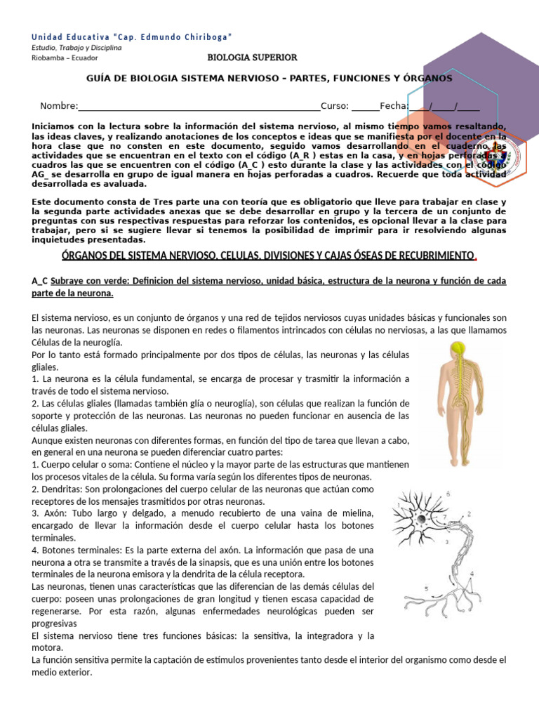 Guía de Biología: Sistema Nervioso | PDF | Sinapsis | Sistema nervioso