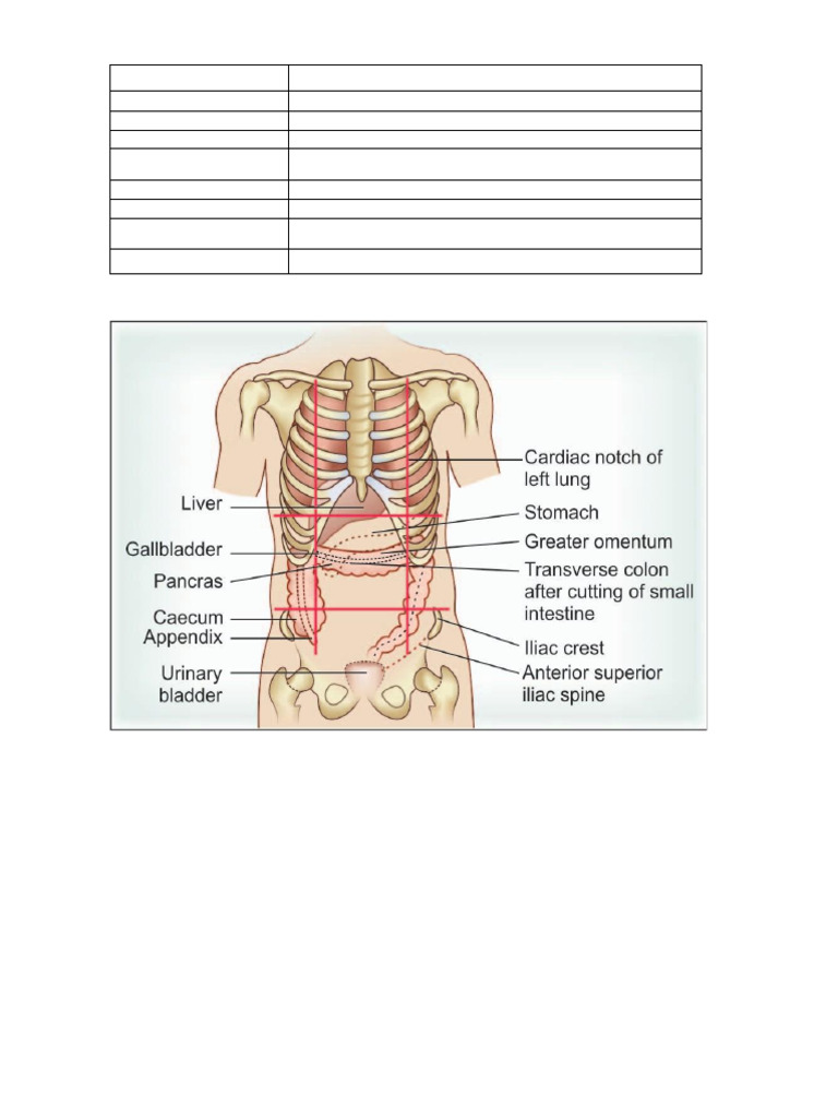 Abdominal Viscera | PDF | Liver | Pancreas