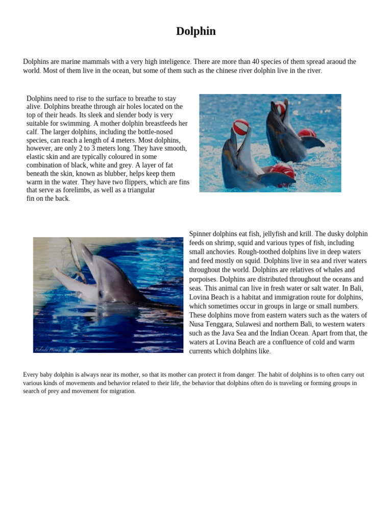 Overview of Dolphin Species and Behavior | PDF | Dolphin | Whales