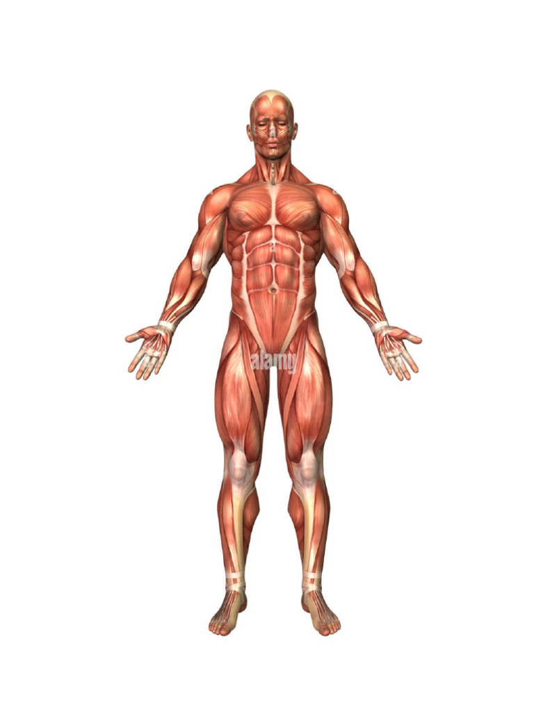 Muscles | PDF