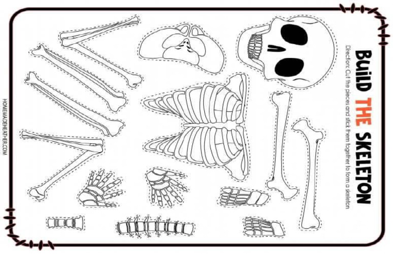 Skeleton 2 | PDF