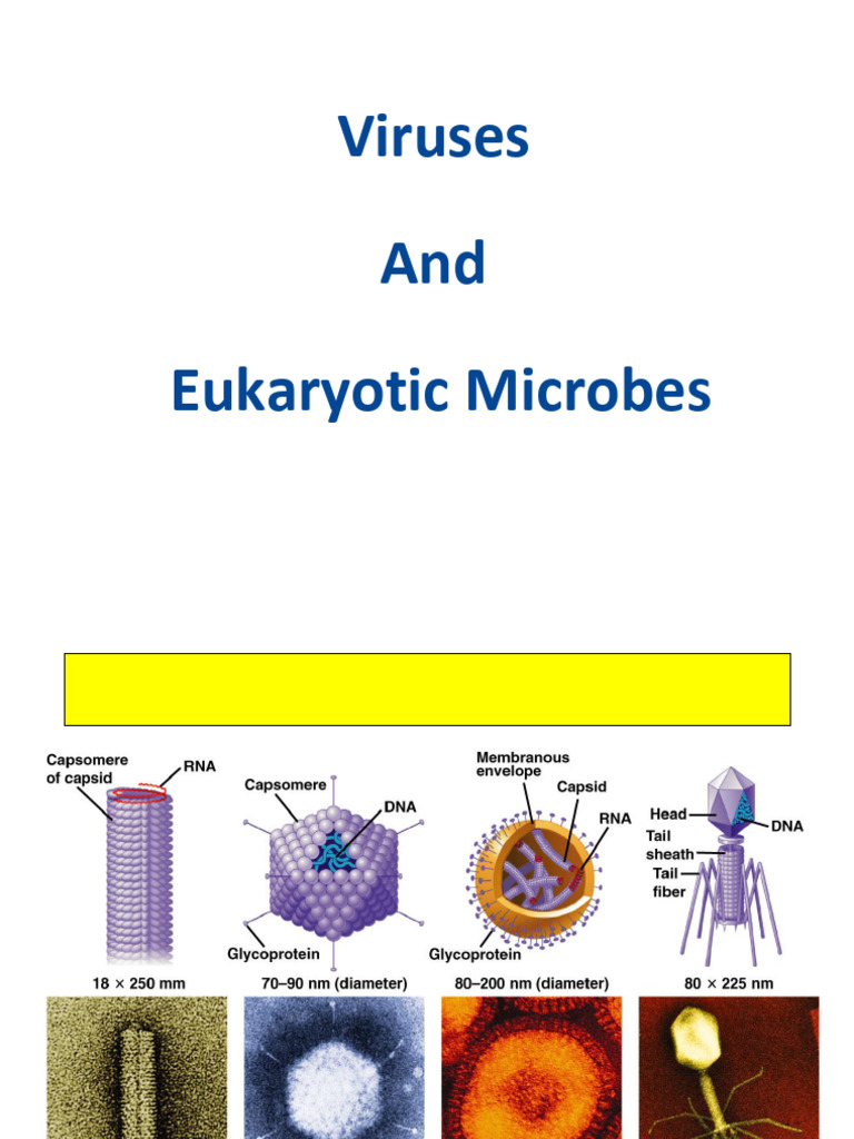 Viruses and Eukaryotic Microbes Overview | PDF | Virus | Fungus