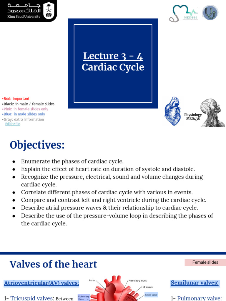 Cardiac Cycle Phases and Mechanics | PDF | Diastole | Heart Valve