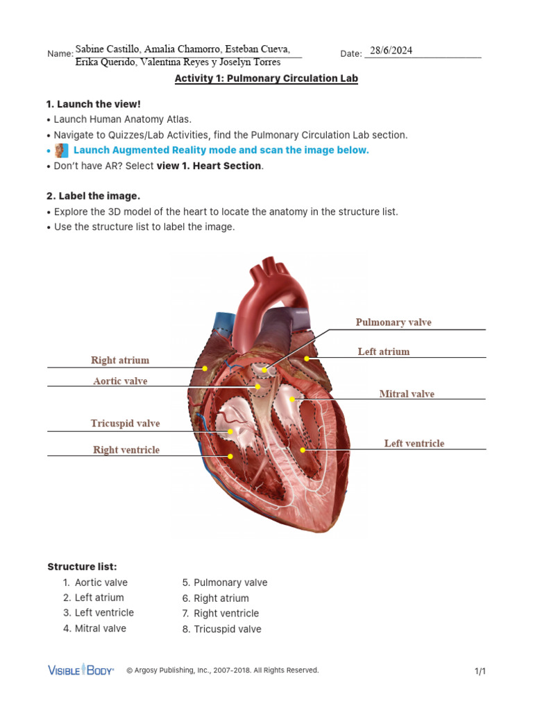 Pulmonary Circulation Lab Activities | PDF | Heart Valve | Atrium (Heart)