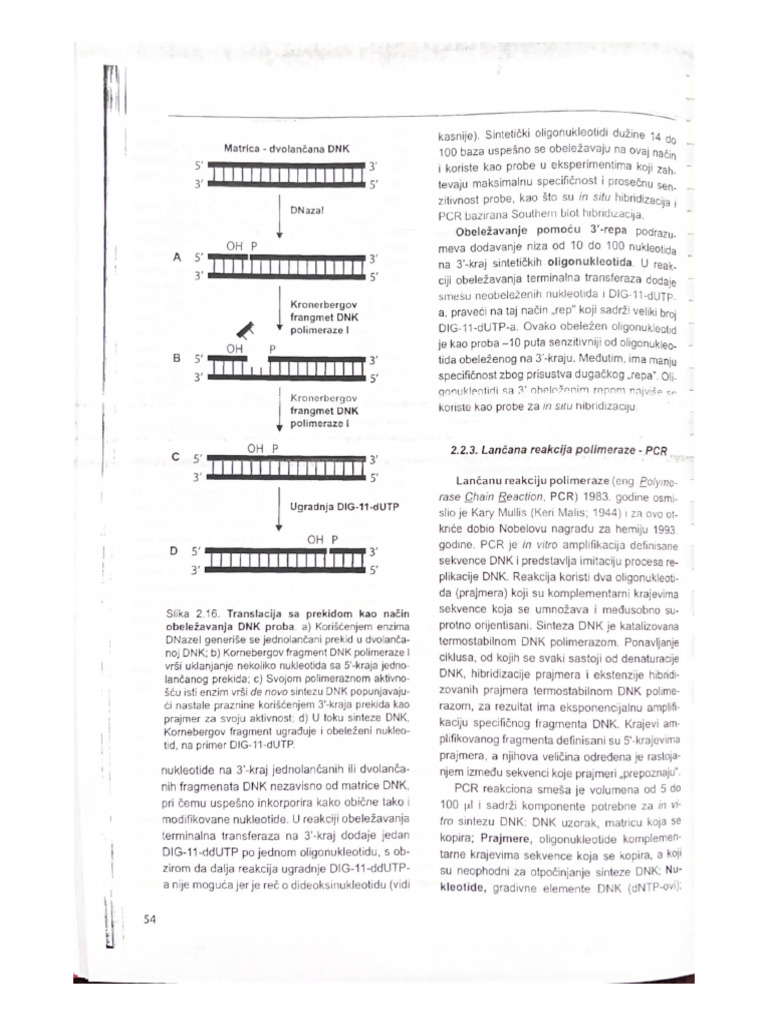 PCR | PDF