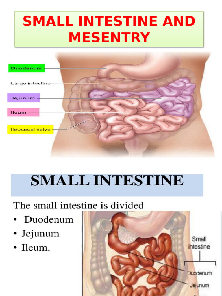 Small Intestine and Mesentry 123 | PDF