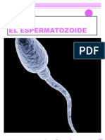 El Espermatozoide