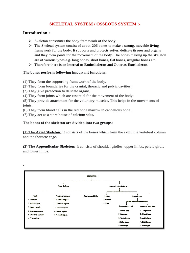 SKELETAL SYSTEM | PDF | Vertebra | Pelvis
